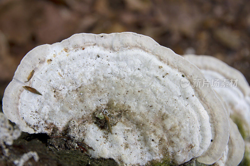 木耳(gibbosa Trametes)